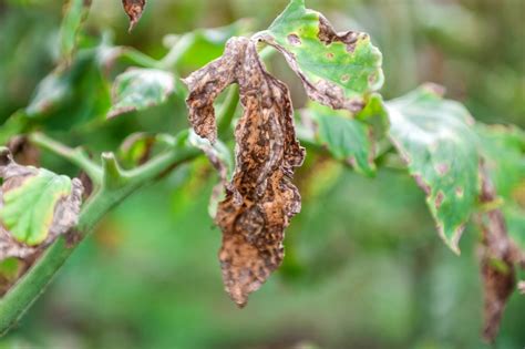 10 Ash Tree Diseases And How To Treat Them | Garden Wisper