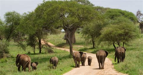 Tarangire National Park Travel Tips L Tanzania Specialist