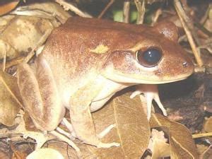 Edward Narayan - Annual Assessment of Chytrid Fungus Prevalence amongst ...