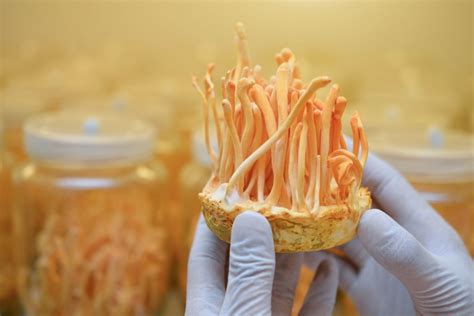 Cordyceps Fungus Top 7 Benefits Of This Miracle Mushroom Shift