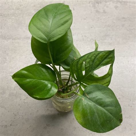 Rhaphidophora Tetrasperma Guide Mini Monstera Plant Care Teak And