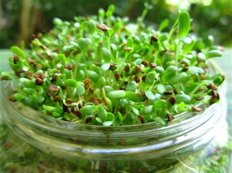 Alphalpha Sprouts Recipe