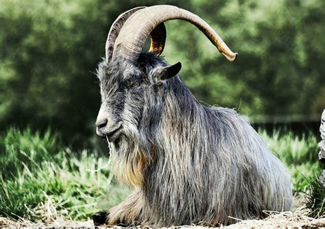 Old Goat Stock Photos, Images and Backgrounds for Free Download