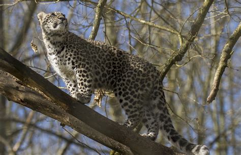 Leopards Return To The Caucasus After Almost Half A Century Russia Beyond