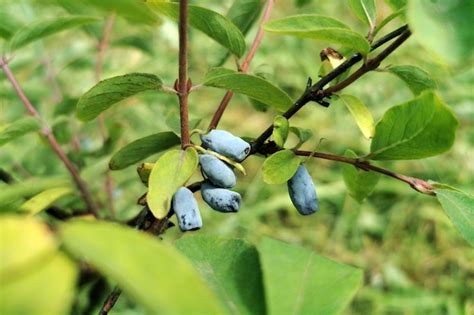 Premium Photo Honneyberry Or Blue Ripe Honeysuckle Berries On A Bush