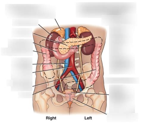 Retroperitoneal Structures Diagram Quizlet