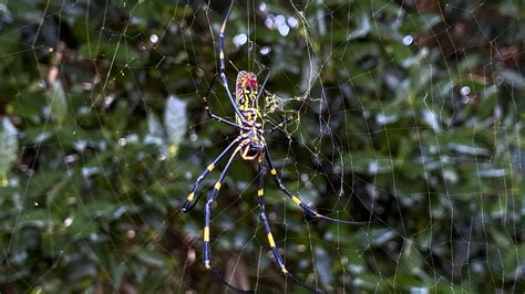 Beware The Joro Spider Scientists Say The Giant But Harmless