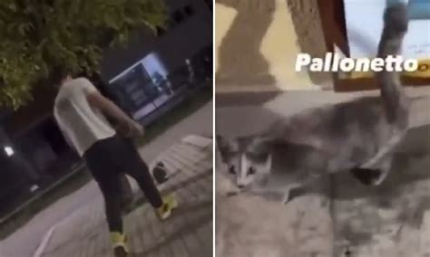 Folli Violenze Sui Gatti Uno Li Prende A Calci Per Un Video L Altro