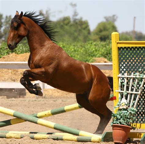 Bay Horse Jumping - Tack Removed by HorseStockPhotos on DeviantArt