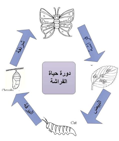 دورة حياة الفراشة بالرسم معلومات عن نمو الفراشة صور جميلة