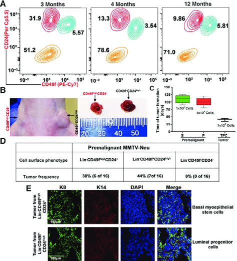 Distinct Myoepithelial Stem Cells And Luminal Progenitor Cells