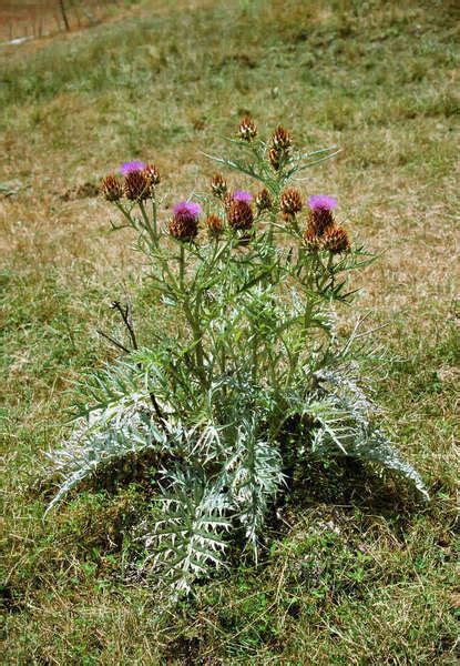 Agriculture Weeds Artichoke Thistle Cynara Cardunculus Aka