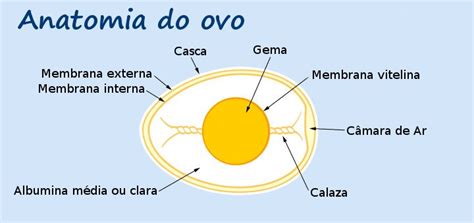 Como Fazer Ovos Perfeitos Tudo Sobre Ovo Que Delicioso