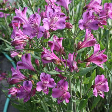 Gorgeous Alstroemeria Sunset Magazine