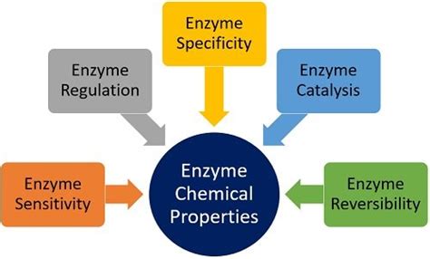 General Properties Of Enzyme Physical And Chemical Properties Biology