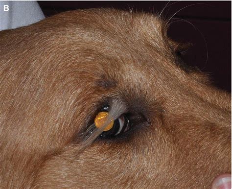 Trichiasis In Dogs