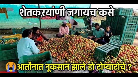 पाऊस चालू असतांनाच करावा लागला टोमॅटोचा खुडा Tomato Garden टोमॅटो शेती Jayramgavali Youtube