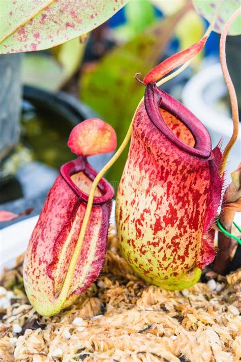 Close Up Of Nepenthes Pitcher Plant Nepenthes Hookeriana Tricolors