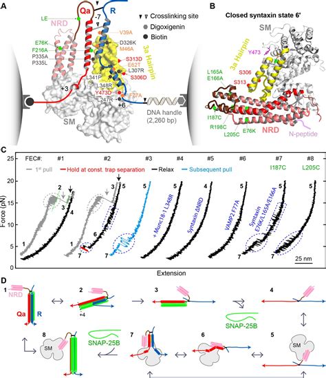 Munc18 1 Catalyzes Neuronal SNARE Assembly By Templating SNARE