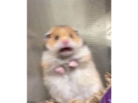 T Ng H P Nh Meme Hamster C C H I H C