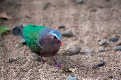 Chalcophaps Indica The Common Emerald Dove Green Dove And Green