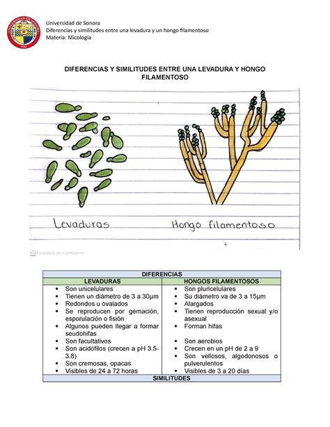 Diferencias Y Similitudes Entre Una Levadura Y Hongo Filamentoso