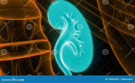 Inwendige Organen Urinewegstelsel Nieranatomie Stock Illustratie