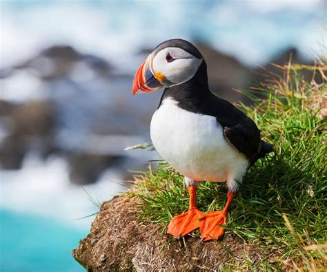 Pájaros Raros 13 Aves Muy Curiosas de la Naturaleza