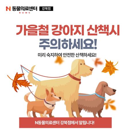 가을철 강아지 산책시 주의사항을 알려드립니다 N동물의료센터의 다양한 소식을 전합니다 우리곁n언제나 N동물의료센터