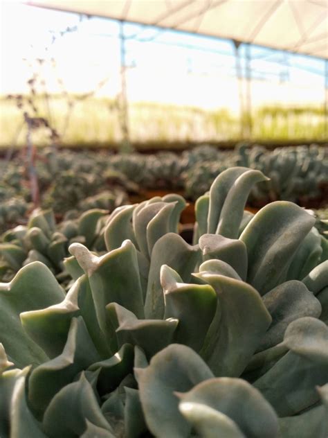 Echeveria Topsy Turvy Echeverias Van Kampen