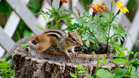 Effectively Get Rid Of Chipmunks With Proper Baiting And Trapping