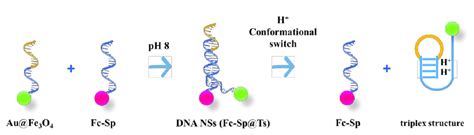 Schematic Diagram Of The Conformational Switch Of Ph Responsive Dna