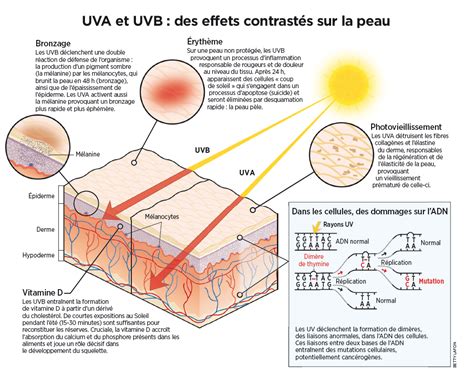 INFOGRAPHIE UVA et UVB du soleil des effets contrastés sur la peau