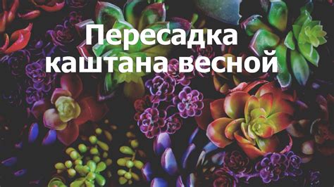 Пересадка каштана весной - YouTube