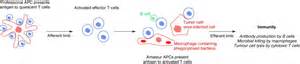 Antigen Processing For Amateurs And Professionals Trends In Cell Biology