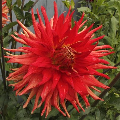 Big Dahlias Large And Giant Dahlia Tubers For Sale