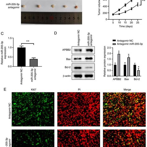 Effects Of Mir 205 3p Knockdown On The Apoptosis Of H1299 And A549 Download Scientific Diagram