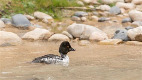 Immature Male Goldeneye Duck Swimming in Shallow River Stock Image ...