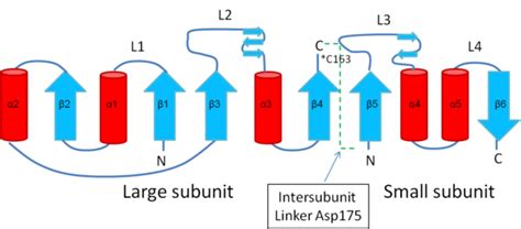 Caspase-3/Sandbox - Proteopedia, life in 3D