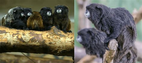 Common Monkey Species Found In Brazil Nature Blog Network