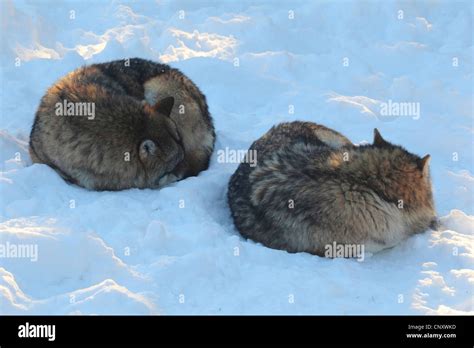 Sleeping Wolf Hi Res Stock Photography And Images Alamy