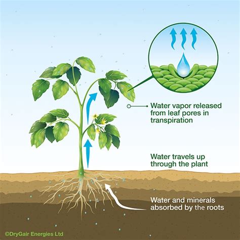 Does Salt Water Affect Plants at Paul Welcome blog