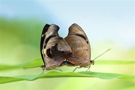 Mating Butterflies Stock Image Image Of Wildlife Mate 22701351