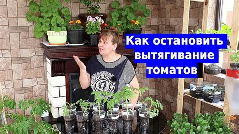 Самый проверенный способ остановить вытягивание рассады - YouTube