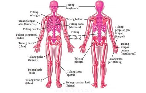 Sistem Gerak Pada Manusia Rangka Sendi Dan Otot