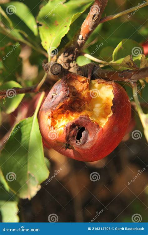 A Royal Gala Apple Damaged By Hail Stock Photo Image Of Hail