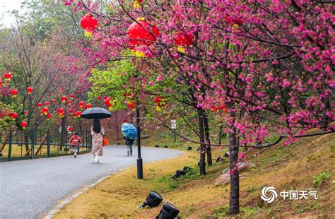 广西南宁樱花带雨 娇艳欲滴惹人爱 天气图集 中国天气网