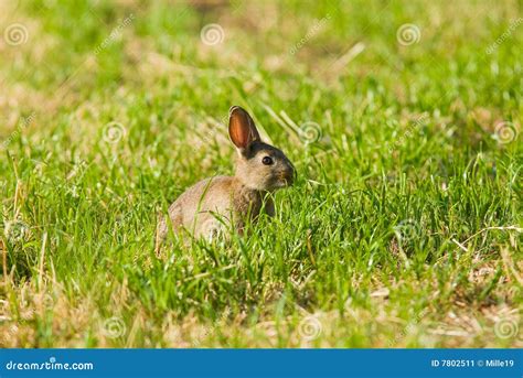 Wild Rabbit stock image. Image of young, mammal, kingdom - 7802511