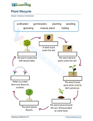 Free Printable Plant life Cycle Worksheet Collection