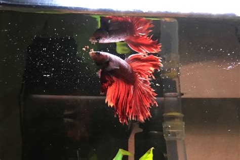 How Often Should I Feed My Betta? – The Witty Fish